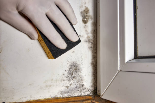 Best Basement Mold Removal  in Temple Hills, MD